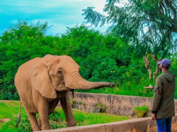 Jos Wildlife Park Safari Tour